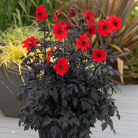 Dahlia 'Mystic Enchantment'