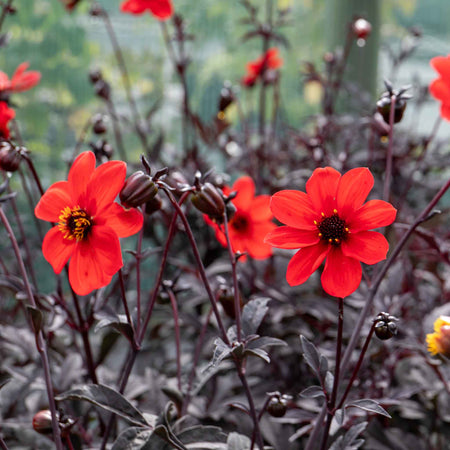 Dahlia 'Mystic Enchantment'