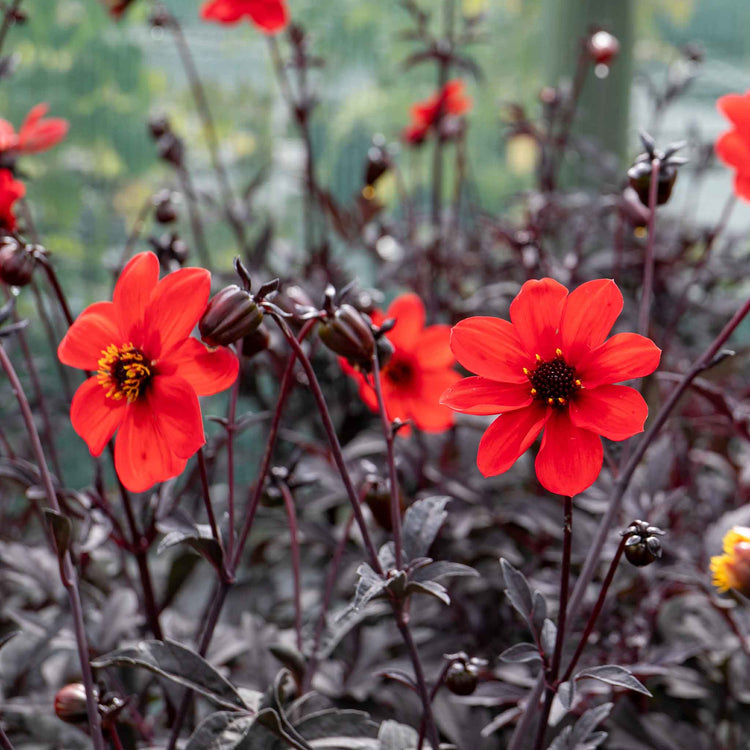 Dahlia 'Mystic Enchantment'
