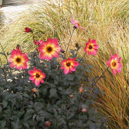 Dahlia 'Mystic Sparkler'