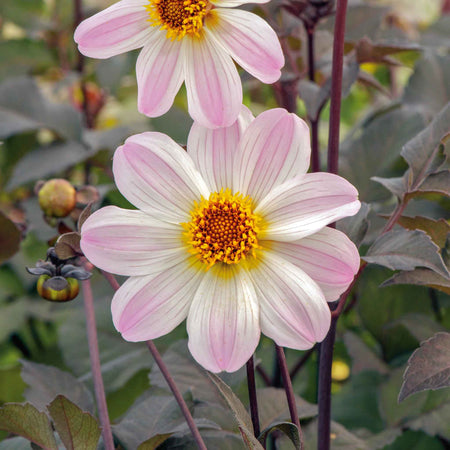 Dahlia Tuber 'Bishop of Dover'