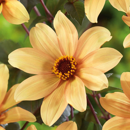Dahlia Tuber 'Bishop of York'