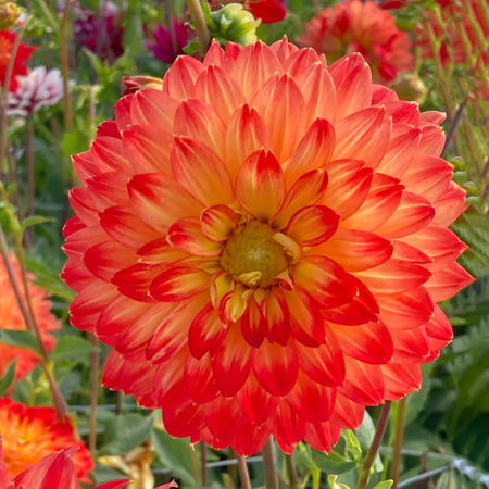 Dahlia Tuber 'Procyon'