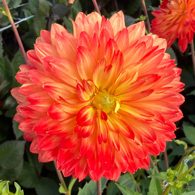 Dahlia Tuber 'Procyon'