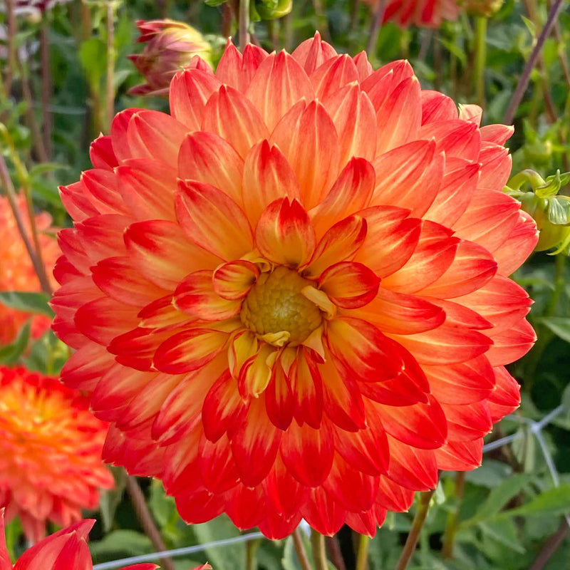 Dahlia Tuber 'Procyon'