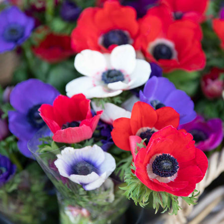 Anemone Bulb 'Coronaria de Caen Mix'