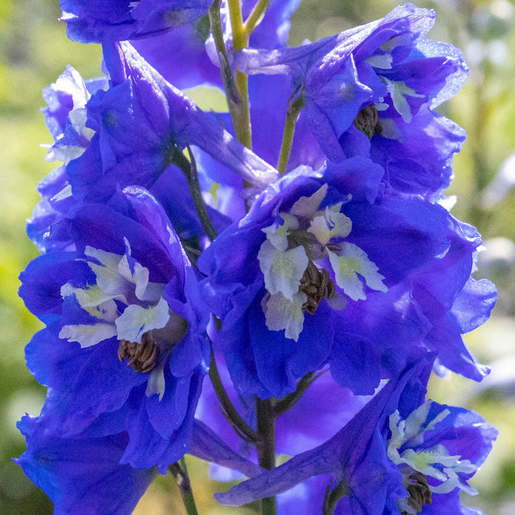 Marshalls Garden 'Nurseryman's Selection'