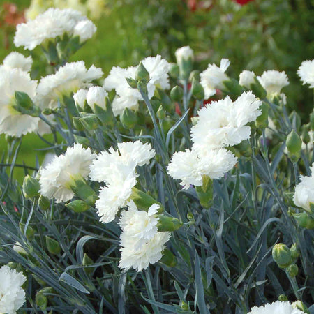 Dianthus Pinks Collection