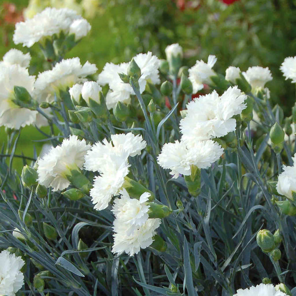 Dianthus Garden Pinks Scent First 'Memories'