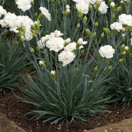 Dianthus Garden Pinks Scent First 'Memories'