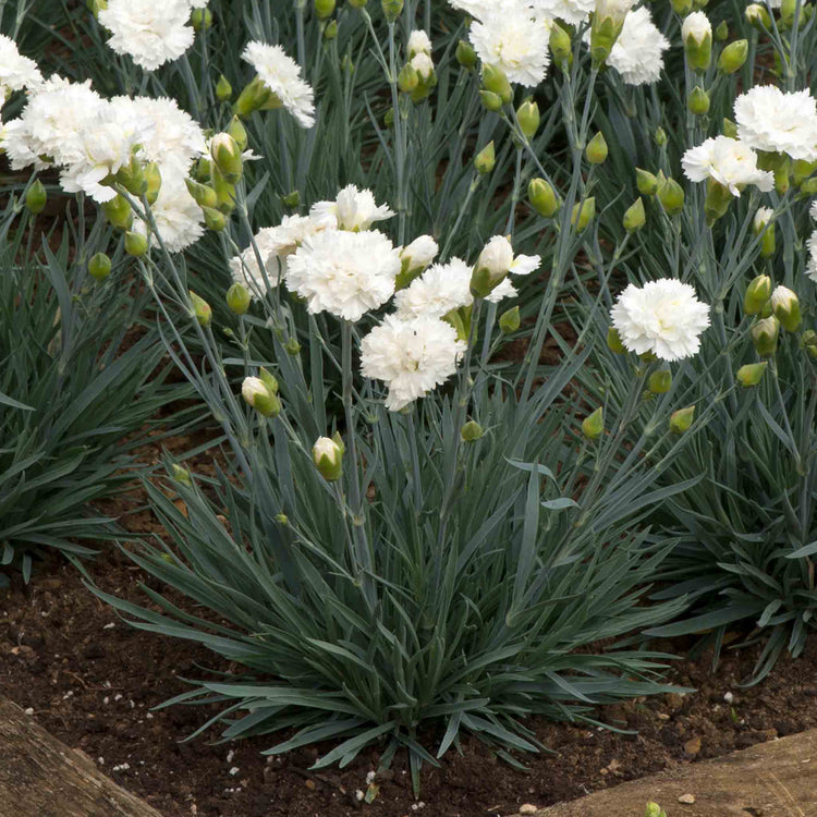 Dianthus Garden Pinks Scent First 'Memories'