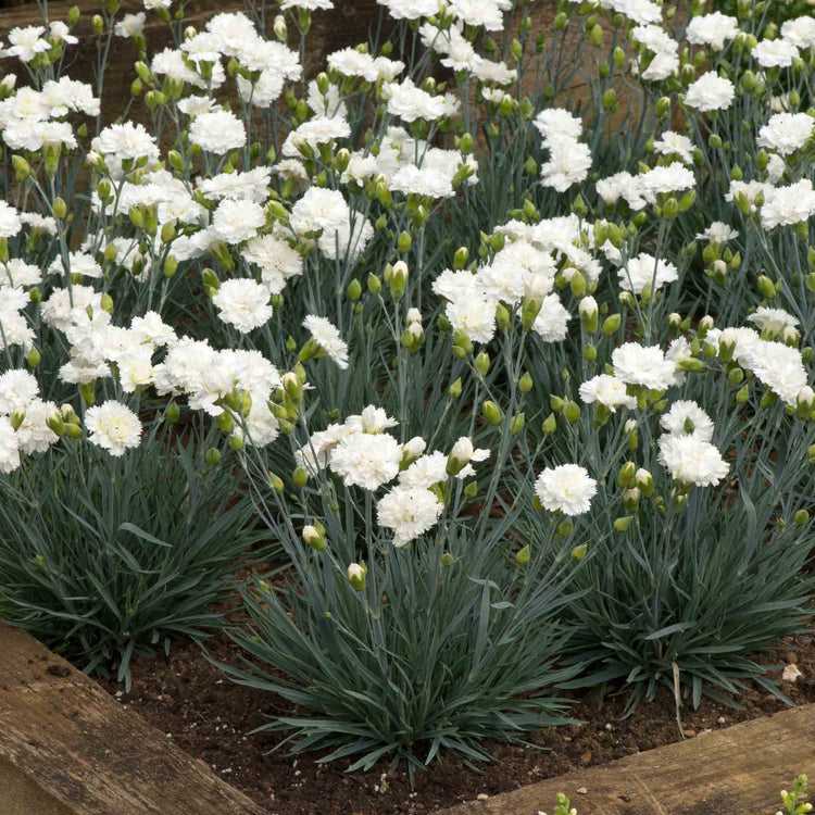 Dianthus Garden Pinks Scent First 'Memories'