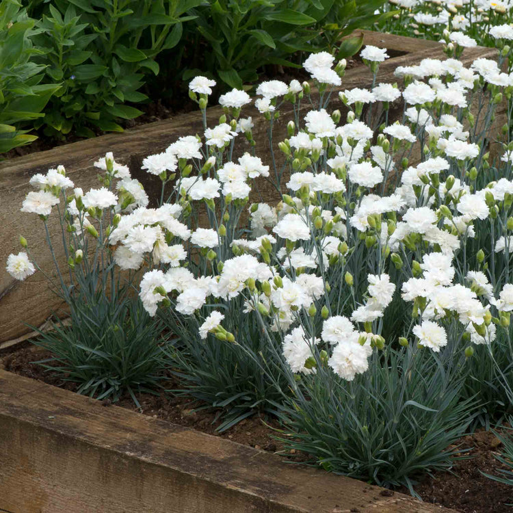 Dianthus Garden Pinks Scent First 'Memories'