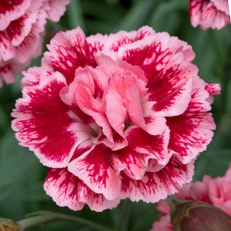 Dianthus 'Pinks Scent First Sugar Plum'