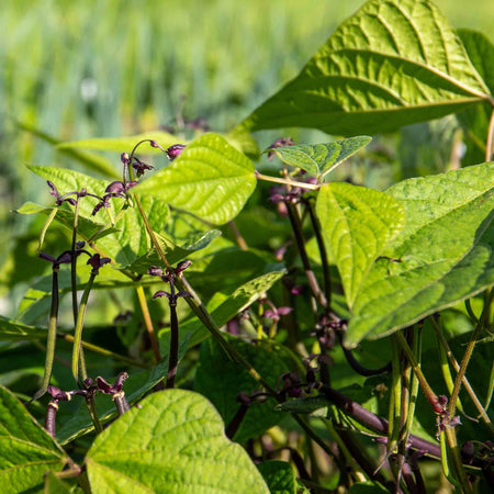 French Bean 'Dwarf Amethyst'
