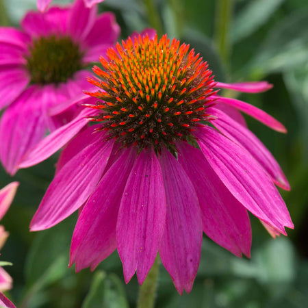 Echinacea 'PowWow Wild Berry'