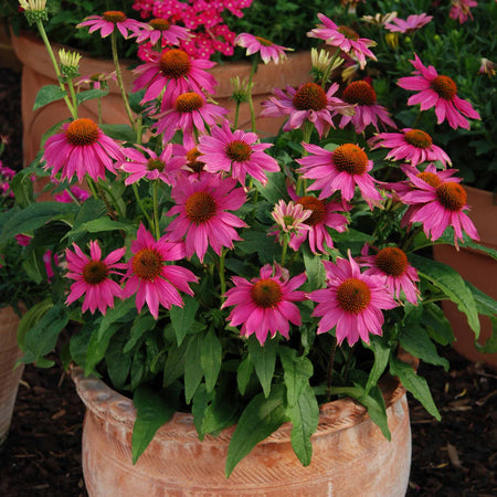 Echinacea 'PowWow Wild Berry'