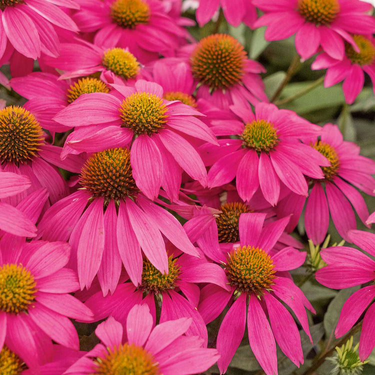 Echinacea 'PowWow Wild Berry'