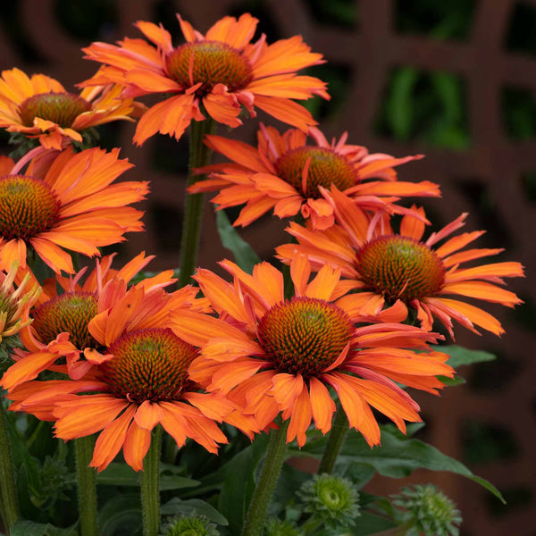 Echinacea 'Prima Saffron'