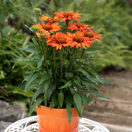 Echinacea 'Prima Saffron'