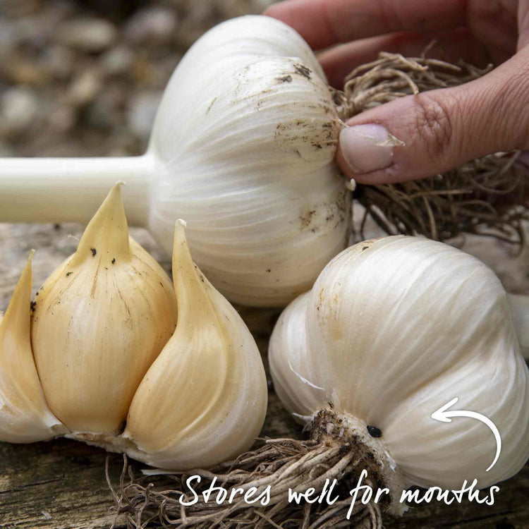 Elephant Garlic Cloves (Spring Planting)
