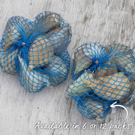 Elephant Garlic Cloves (Spring Planting)
