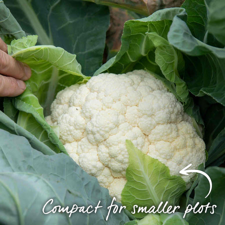Cauliflower Seeds 'Tirza'