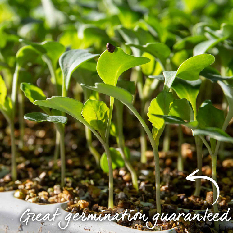 Cauliflower Seeds 'Tirza'