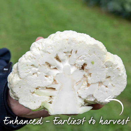 Cauliflower Seeds 'Tirza'