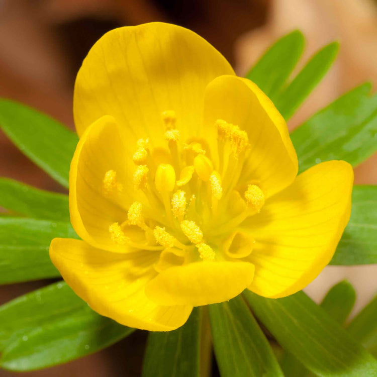 Winter Aconite Bulbs in the Green