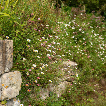 Erigeron Karvinskianus 'Stallone'