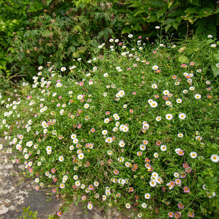 Erigeron Karvinskianus 'Stallone'