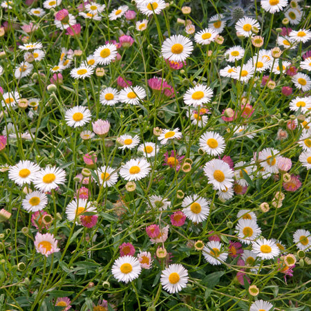 Erigeron Karvinskianus 'Stallone'