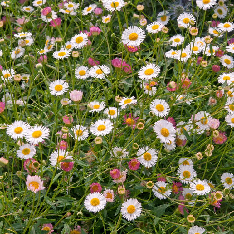 Erigeron Karvinskianus 'Stallone'