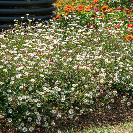 Erigeron Karvinskianus 'Stallone'