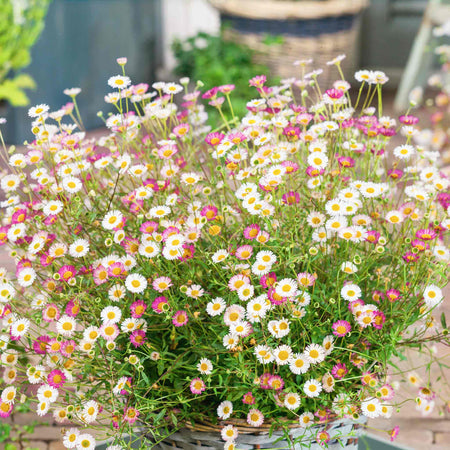 Erigeron Karvinskianus 'Stallone'