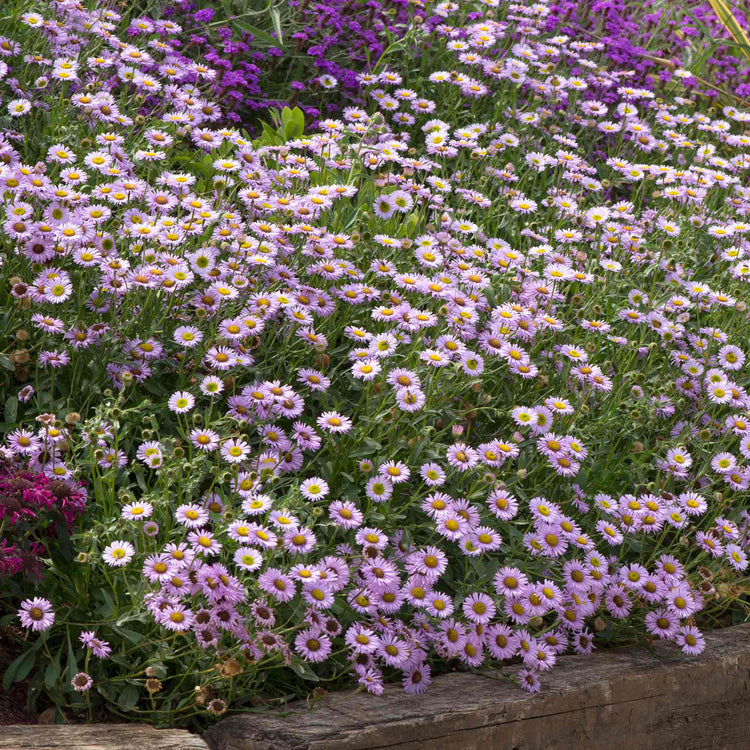 Erigeron 'Wayne Roderick'