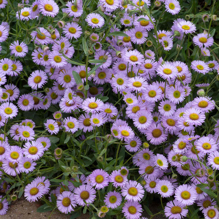 Erigeron 'Wayne Roderick'