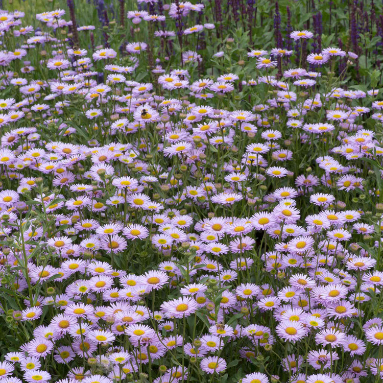 Erigeron 'Wayne Roderick'