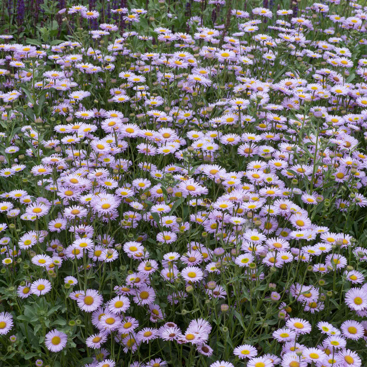 Erigeron 'Wayne Roderick'