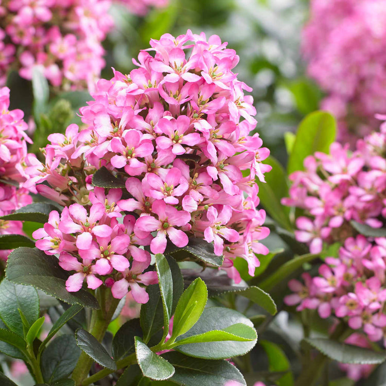 Escallonia Leavis 'Pink Elle'