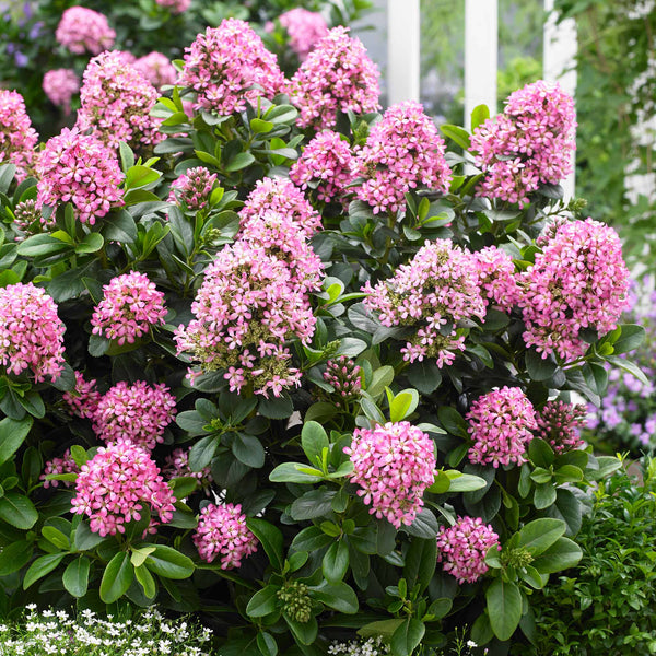 Escallonia Leavis 'Pink Elle'