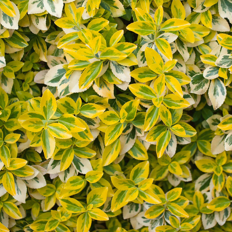 Euonymus Fortunei 'Emerald 'n' Gold'