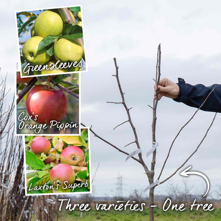Apple 'Family'