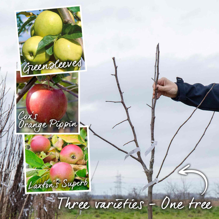 Apple 'Family'