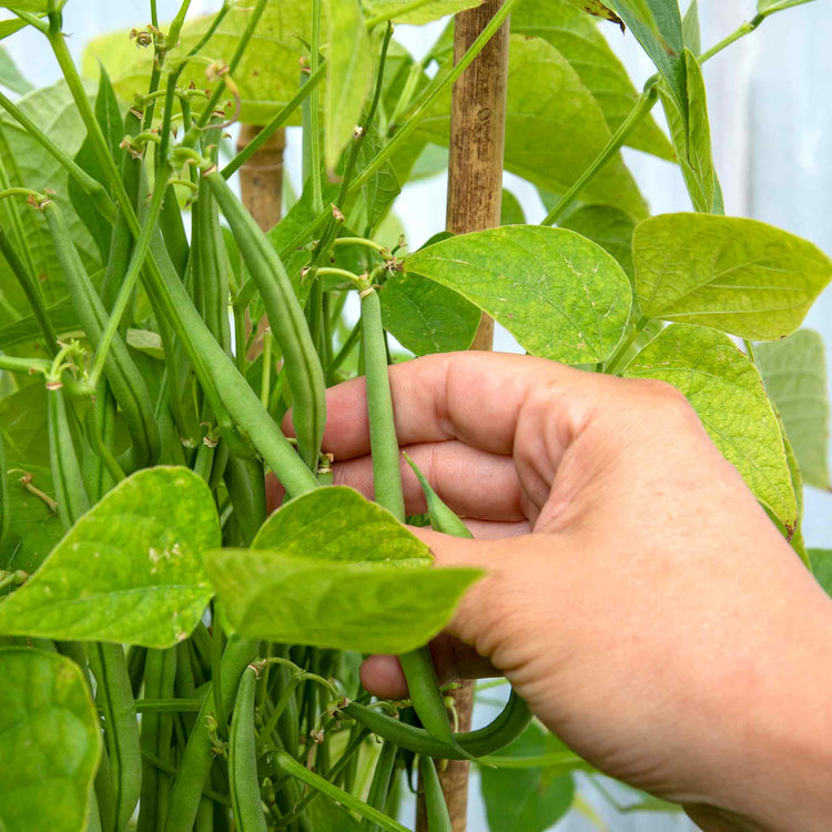 French Bean Dwarf Seeds 'Faraday'