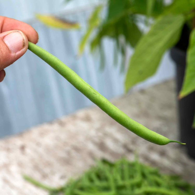 French Bean Dwarf Seeds 'Faraday'