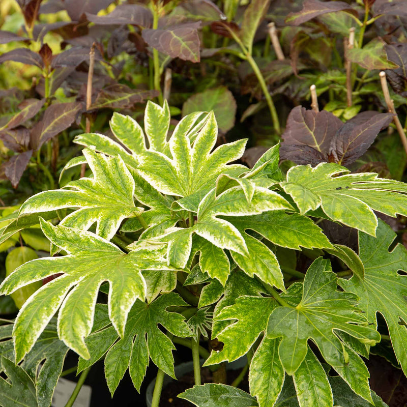 Fatsia Japonica 'Spiders Web'