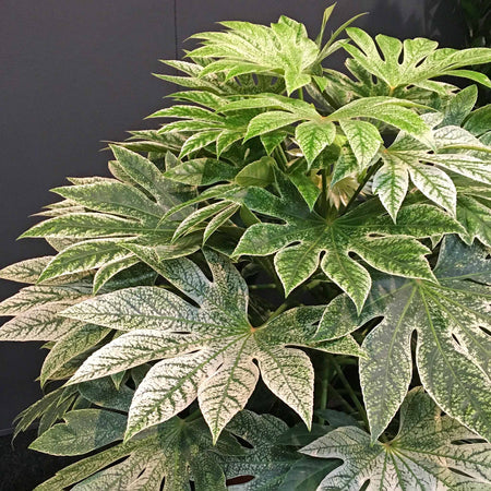 Fatsia Japonica 'Spiders Web'