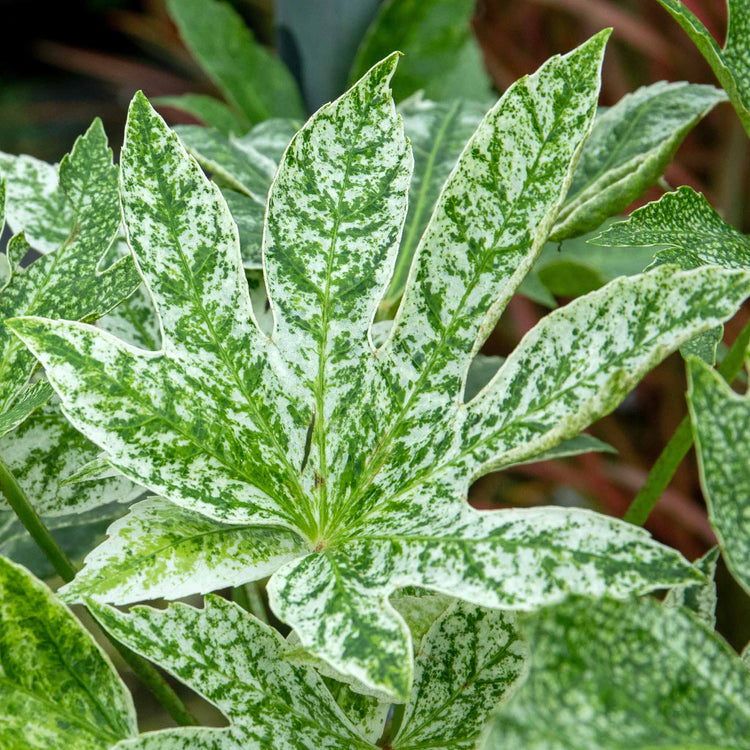 Fatsia Japonica 'Spiders Web'